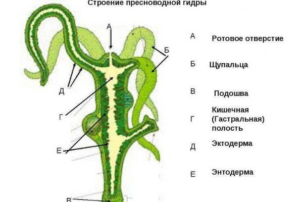 Кракен тор браузер