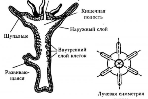 Кракен тор текст